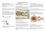 Frog Internal Dissection (5ec)