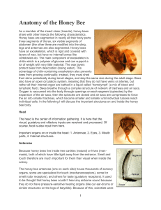 Anatomy of the Honey Bee - three