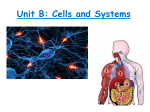 Topic 5: Cell Specialization and Organization