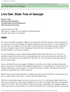 Live Oak: State Tree of Georgia