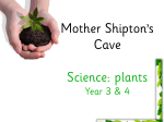 Plant Template - Mother Shipton`s Cave