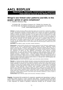 Winge`s sex-linked color patterns and SDL in the guppy: genes or