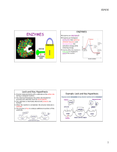 Enzymes Notes