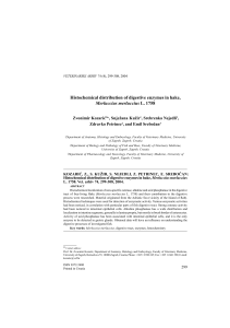 Histochemical distribution of digestive enzymes in hake, Merluccius