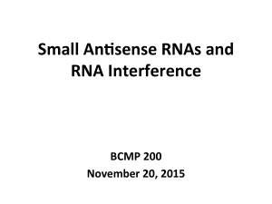 Small AnDsense RNAs and RNA Interference