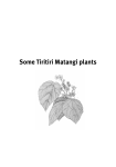 Tiritiri Matangi: An education resource for schools: Part three: Plants