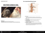 WESTERN SCREECH OWL