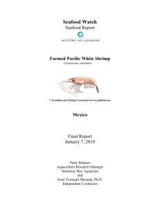 Mexico Farmed Whiteleg Shrimp Seafood Watch Report