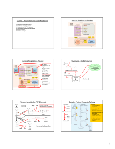 Respiration and Lipid Metabolism Aerobic