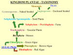 GYMNOSPERMS Most Common Class – The