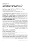 Modelling the structural response of an eukaryotic cell in the optical