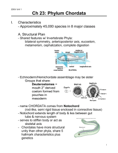 Ch 23: Phylum Chordata