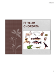 Phylum Chordata - Fish and Frogs