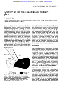 Anatomy of the hypothalamus and pituitary