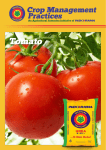 Crop Practice Tomato - Indorama Fertilizers
