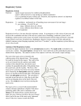 Lecture Notes Respiratory System