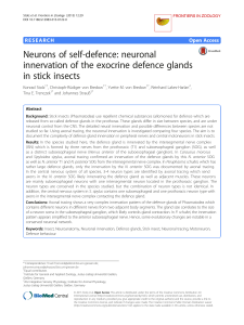 Neuronal innervation of the exocrine defence glands in stick insects