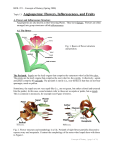 A1. The flower - Millersville Herbarium