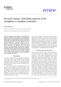 Secured cutting: controlling separase at the metaphase to anaphase