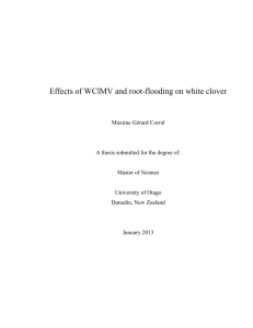 Effects of WClMV and root-flooding on white clover