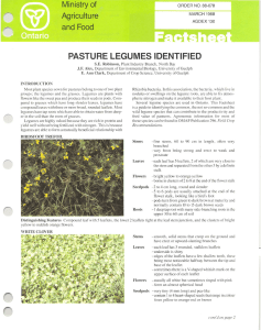pasture legumes identified