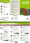 Native trees brochure - Hornsby Shire Council