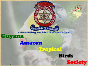Guyana Amazon Tropical Birds Society