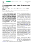 Hydrotropism: root growth responses to water