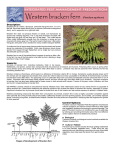 Western bracken fern - Thurston County Home