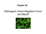 Pathogenic Gram-Negative Cocci and Bacilli