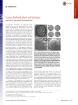 Forces behind plant cell division