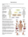 The Nervous System