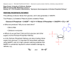 Pentose Phosphate Pathway - Berkeley MCB