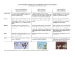 Key for Identifying Common Species of Nightshades