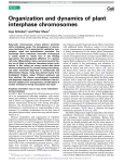 Organization and dynamics of plant interphase chromosomes