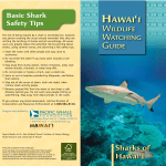Hawai`i Wildlife Watching Guide: Sharks of Hawai`i