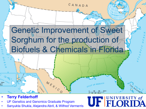 Genetic Improvement of Sweet Sorghum for the production of