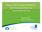 Mitochondrial Energy Metabolism: