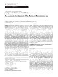 The embryonic development of the flatworm