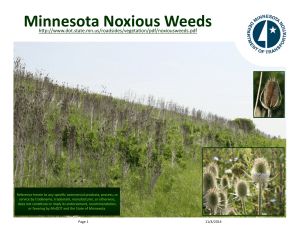 Minnesota Noxious Weeds