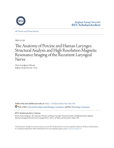 The Anatomy of Porcine and Human Larynges: Structural Analysis