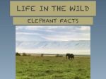 LIFE IN THE WILD PPT