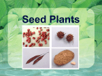 Seed Plants Notes