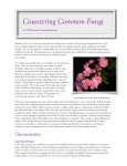 Countering Common Fungi - The Deep South District of the