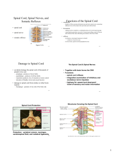 Protection Of The Spinal Cord