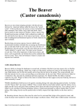 The Beaver (Castor canadensis)
