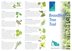 tree trail leaflet (colour)