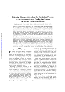 Potential Changes Attending the Excitation Process in the