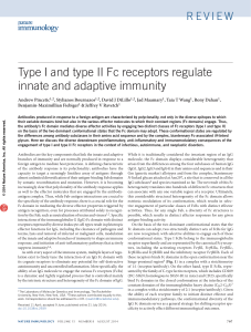 Type i and type ii Fc receptors regulate innate and adaptive immunity