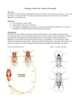 Genetics of Drosophila